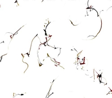 SIX ENCOMIUMS FOR CECIL TAYLOR
