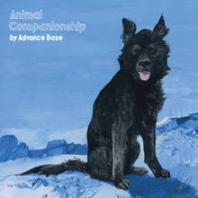 ANIMAL COMPANIONSHIP