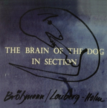 THE BRAIN OF THE DOG IN SECTION