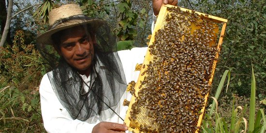 Apiculture, Miel Maya Honing