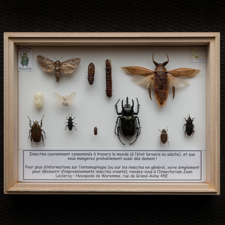 Hexapoda / Insectarium Jean Leclercq - boites entomologiques 1bis - Céline Bataille