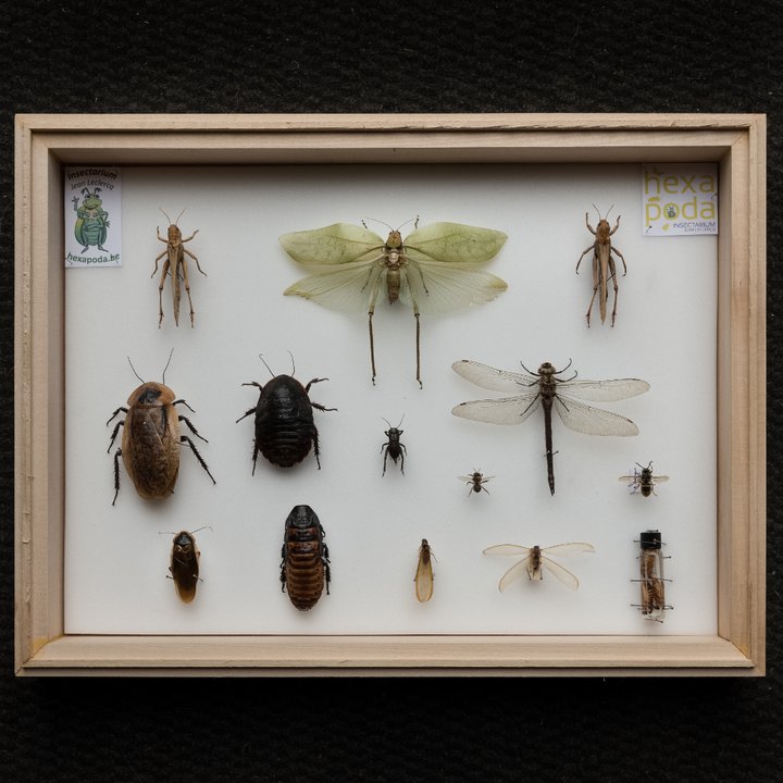 Hexapoda / Insectarium Jean Leclercq - boites entomologiques 2 - Céline Bataille