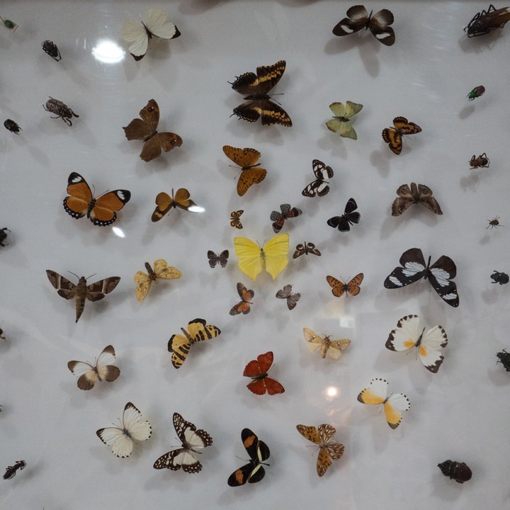 Hexapoda / Insectarium Jean Leclercq - boites entomologiques 4 - Céline Bataille