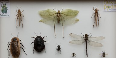Hexapoda / Insectarium Jean Leclercq - boites entomologiques 1 - Céline Bataille