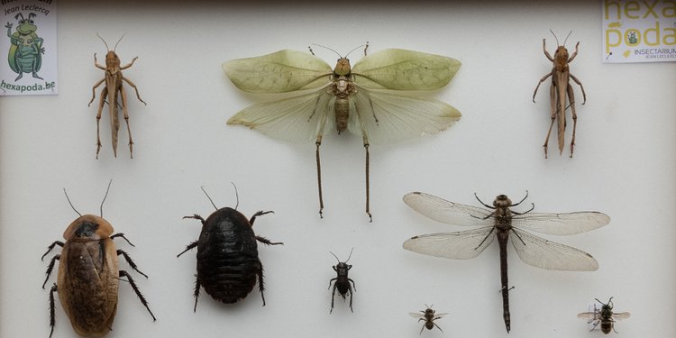 Hexapoda / Insectarium Jean Leclercq - boites entomologiques 1 - Céline Bataille