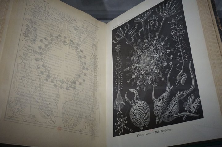 La Fabrique du vivant 1 - Beaubourg - oeuvre de Ernst Haeckel