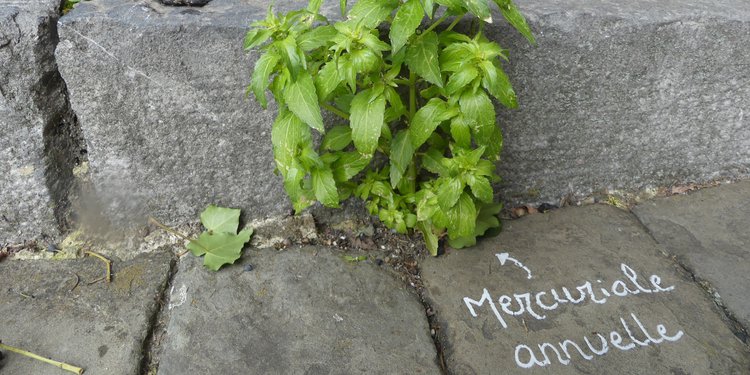 Mercuriale (belles de la rue)