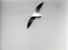Mouette 02.png