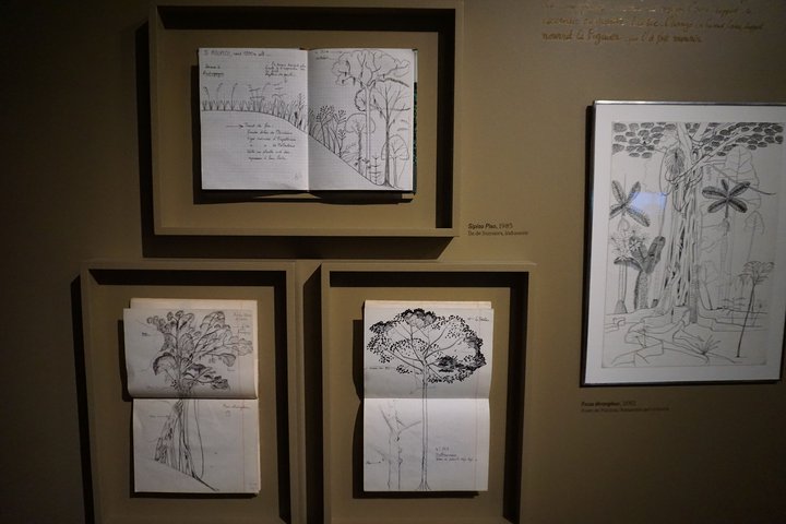 exposition Nous les arbres - carnets du botaniste Francis Hallé