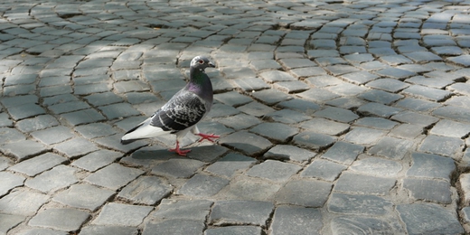 Pavés et pigeon liégeois - photo Roxana Cernicky