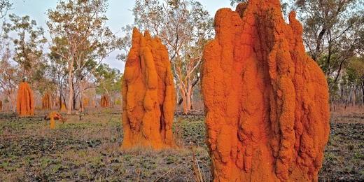 Termitière-Kimberley-Australie.jpeg