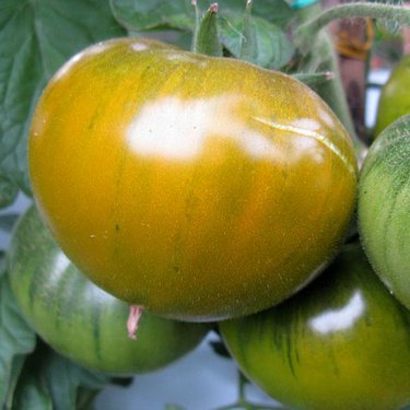 tomate verte de Huy