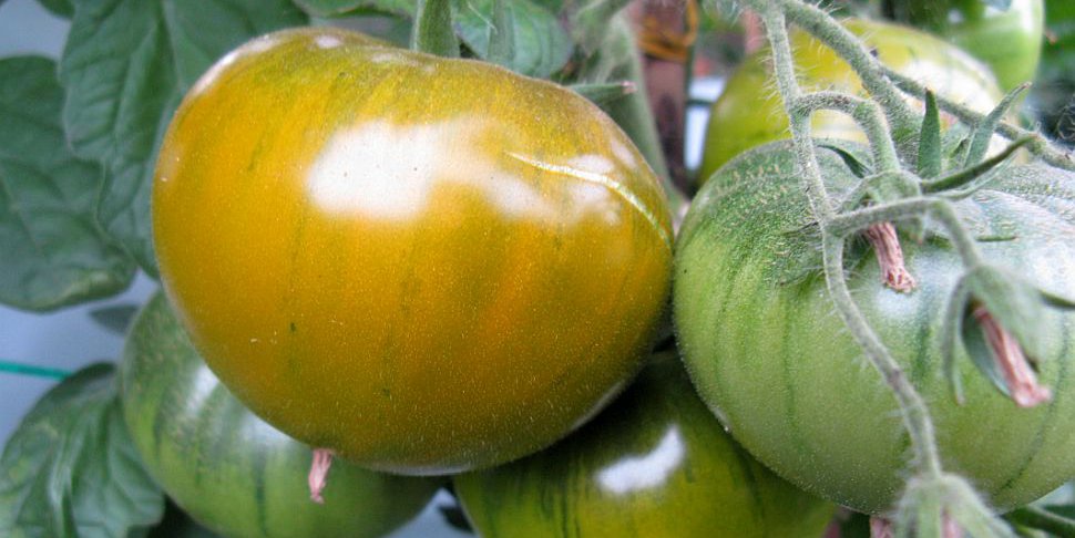 tomate verte de Huy