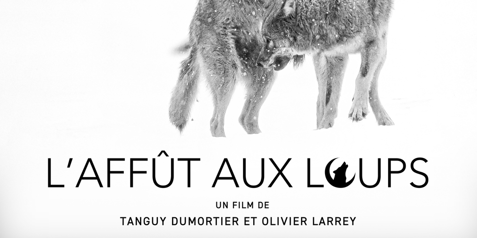 affut aux loups-affiche