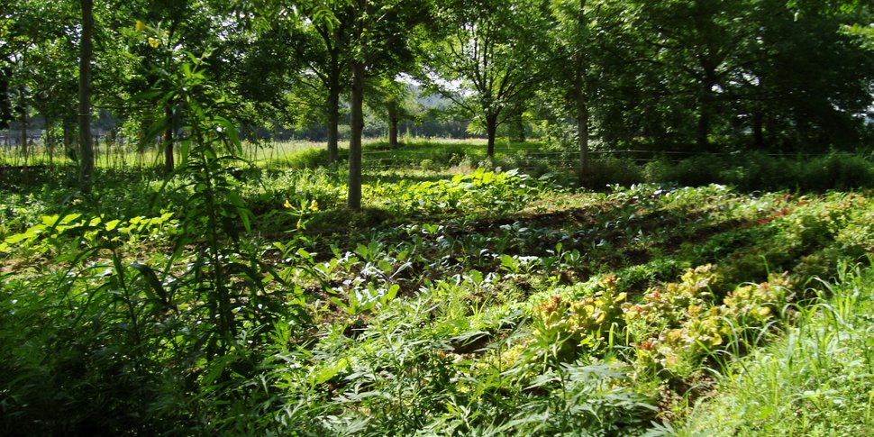 L'agroforesterie pour l'alimentation à Haïti