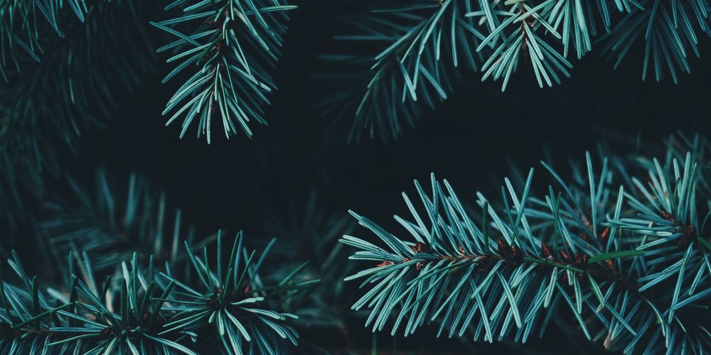 Photo by Annie Spratt on Unsplash