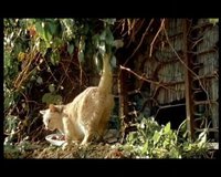 chats errants