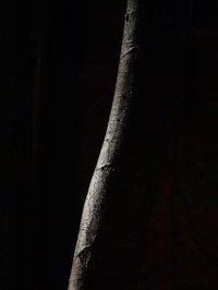 peau d arbre ©Anne Versailles RS.jpg
