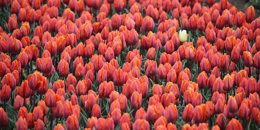 tulipes